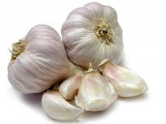 garlic_1